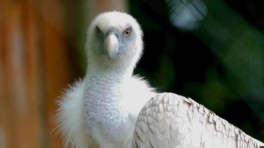 A frontal close-up portrait of a white vulture with intense orange eyes