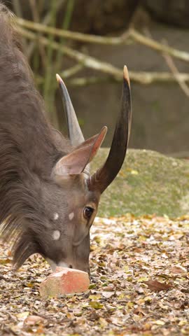 A male nyala antelope grazes on dry leaves and ground in soft natural daylight