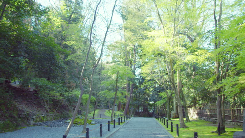 Forest in the grounds of Anrakuji Temple, Kyoto