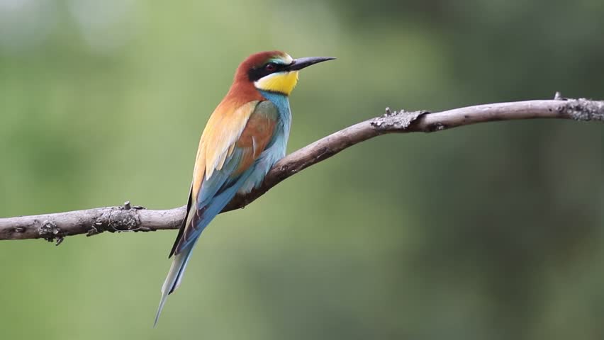 European bee-eater, merops apiaster. A bird sits on a branch, calls, flies away. Beautiful background