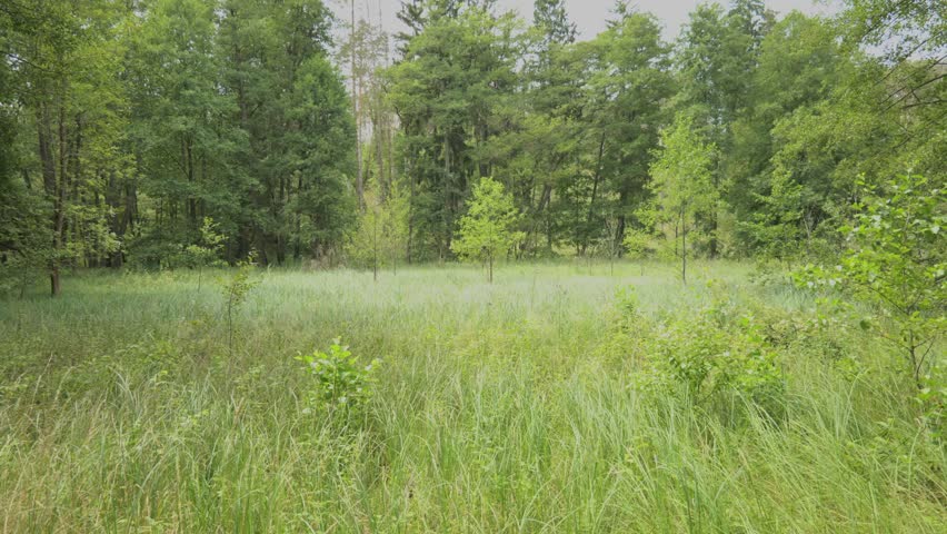 Natural forest clearing covered with tall grass and young trees surrounded by dense woodland. Bright green vegetation grows across the meadow while mature trees form a natural border in the background. Quiet summer landscape in a natural forest environment.