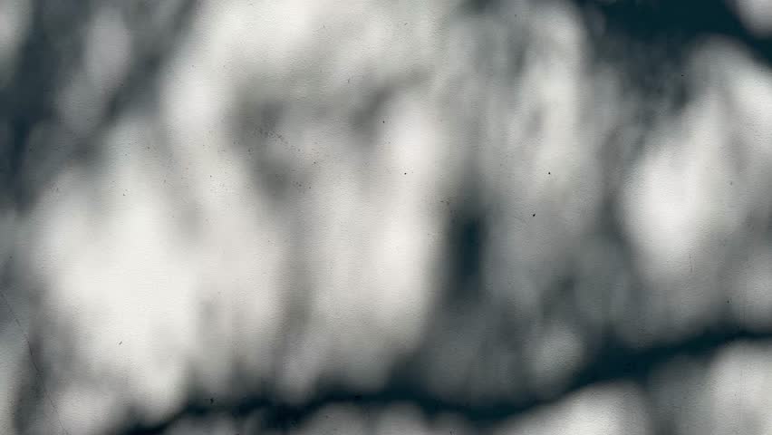 The blurry, moving shadows of branches and leaves from the trees are reflected on the concrete wall.