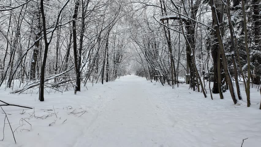 Handheld tracking shot moving forward through a snowy forest path in winter. Falling snow covers trees in this peaceful and cold outdoor nature landscape.