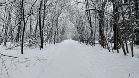 Handheld tracking shot moving forward through a snowy forest path in winter. Falling snow covers trees in this peaceful and cold outdoor nature landscape. - Powered by Shutterstock - Get 15% off with code: PIKWIZARD15