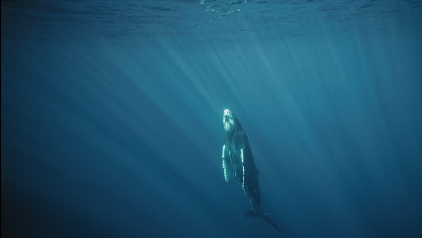 Humpback whale rising through rays in tropical sea, slow motion