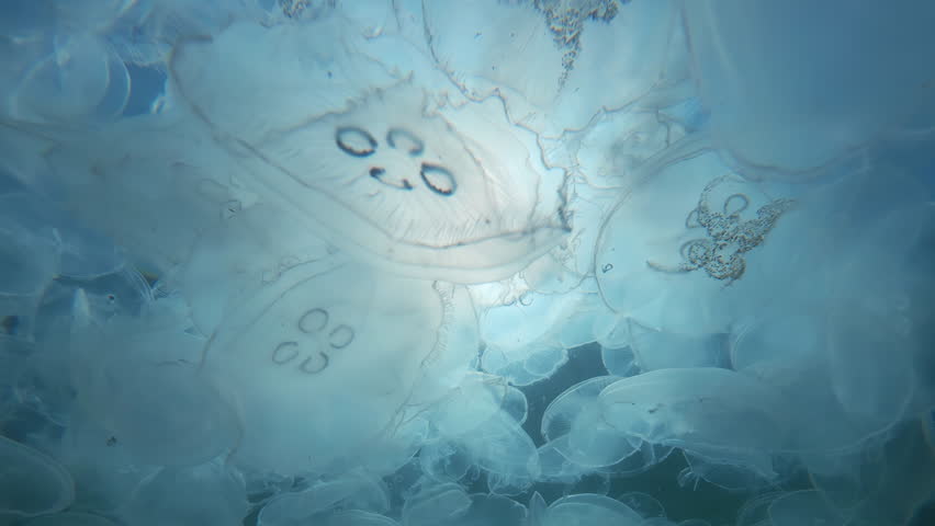 Massive group of Moon Jellyfish drifts beneath surface, camera moves backwards, close-up. Huge cluster of Aurelia jelly floats just below surface. Multitude of jellies migrate under surface of ocean