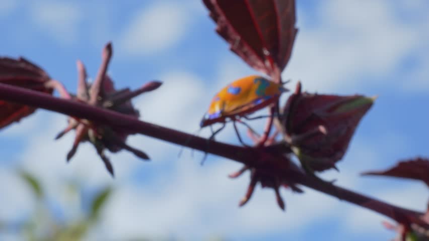Cotton Harlequin Bug Crawling On Reddish Branch With Leaves Against Sunny Blue Sky. closeup, low angle shot