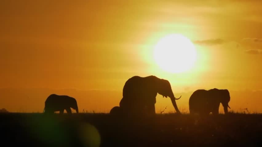 The gracefulness of elephants roaming peacefully at sunset. The warm golden hues of the sky blend beautifully with the silhouettes of these majestic creatures, showcasing the wonder of the wild.