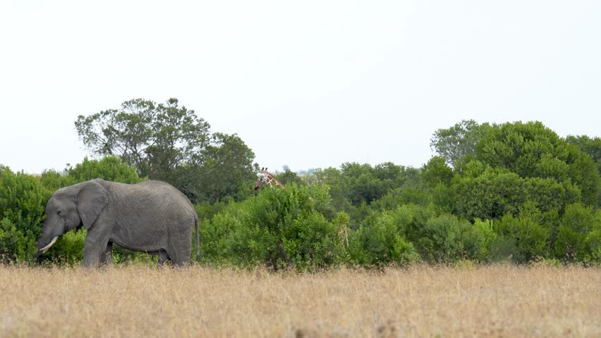 African elephant feeding on green vegetation while a giraffe walks behind through dense savannah bushes in its natural habitat in Kenya
