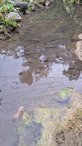 A small, clear stream flows gently between moss-covered rocks and large log structures. The natural atmosphere is refreshing, with the reflection of the trees on the water
