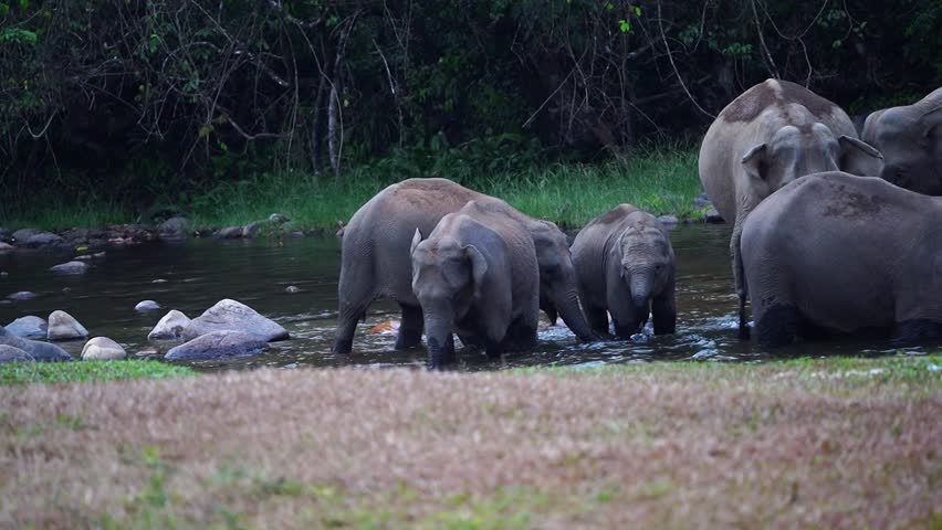 Group of wild elephants with baby calves walking into a shallow water stream to drink and cool down. Adorable baby elephants playfully splashing and bathing in the water while adult elephants stand nearby in a natural forest environment. Beautiful wildlife moment showing family bonding and natural behavior of Asian elephants in the wild.