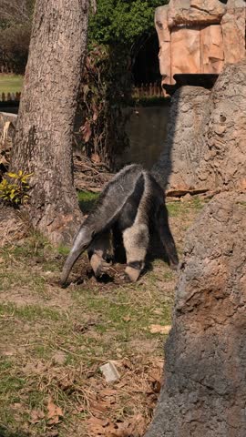 Giant anteater foraging and digging in the ground looking for insects in a park