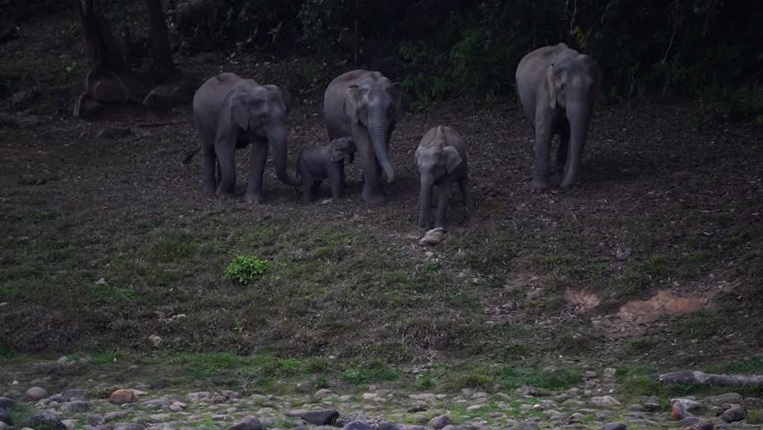 Group of wild elephants with baby calves walking into a shallow water stream to drink and cool down. Adorable baby elephants playfully splashing and bathing in the water while adult elephants stand nearby in a natural forest environment. Beautiful wildlife moment showing family bonding and natural behavior of Asian elephants in the wild.