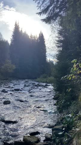 Fast mountain river flowing over rocks in a dense pine forest with bright sunlight filtering through the trees.