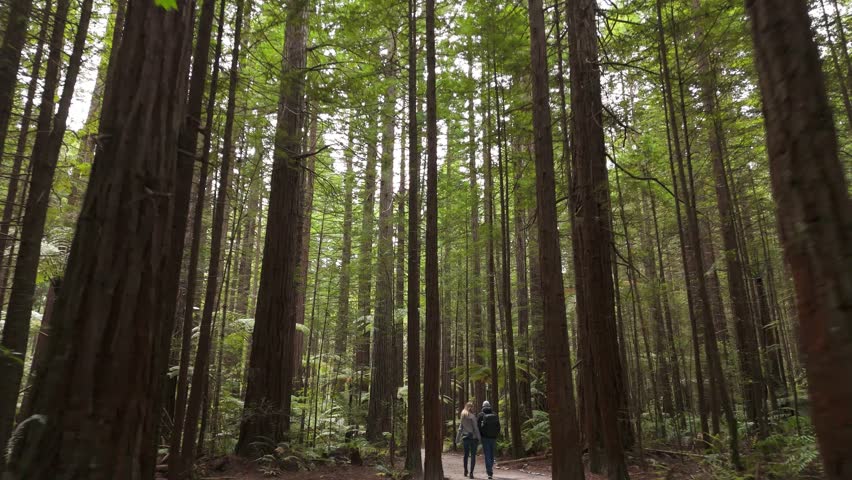 Couple Walking Through Redwood Forest Near Rotorua, NZ
