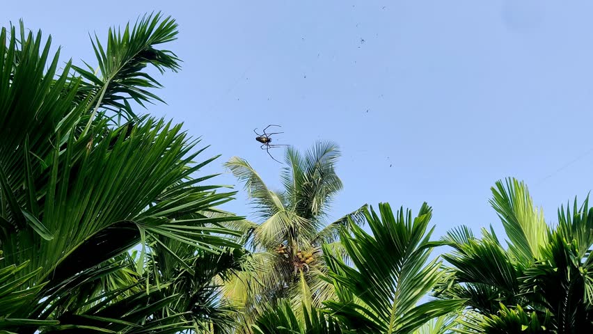 Closeup of a large golden silk spider weaving intricate webs between lush palm fronds showcasing nature’s delicate and mesmerizing craftsmanship