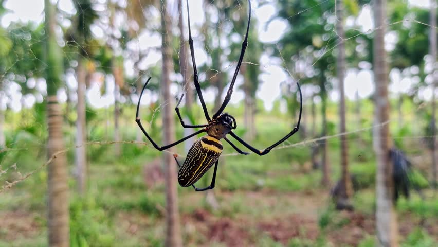 Macro view of a large golden silk spider weaving intricate webs between lush palm fronds showcasing nature’s delicate and mesmerizing craftsmanship