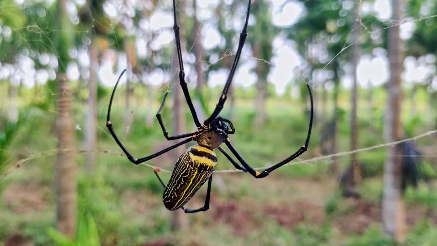 Macro view of a large golden silk spider weaving intricate webs between lush palm fronds showcasing nature’s delicate and mesmerizing craftsmanship