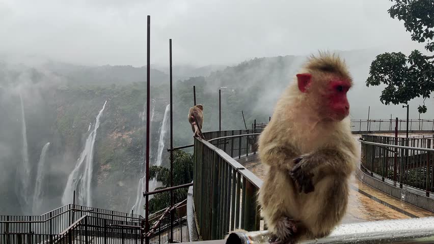 A view of two monkeys sitting on a viewpoint railing with Jog Falls waterfall in the background amidst the rain