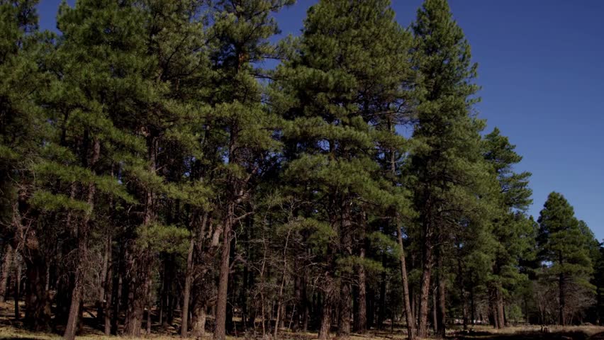 Tall green pine trees standing in a dense forest under a clear blue sky on a bright sunny day in nature