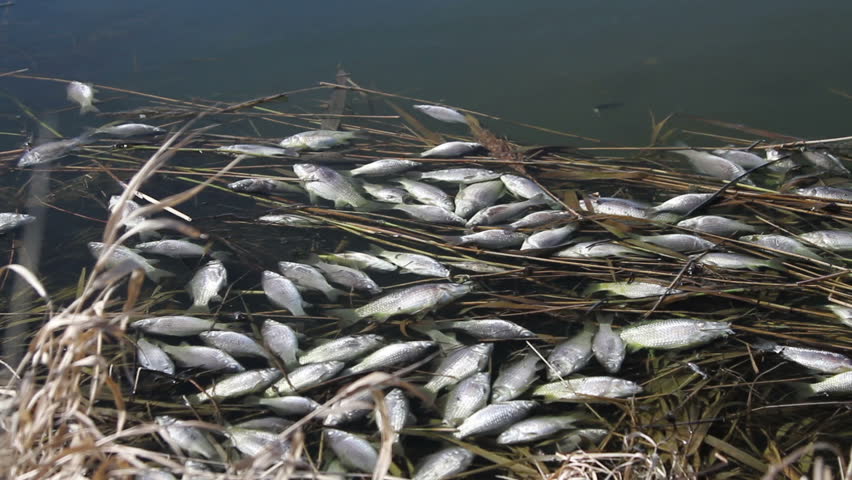 Dead Fish On The Surface Stock Footage Video 100 Royalty Free 4016965 Shutterstock