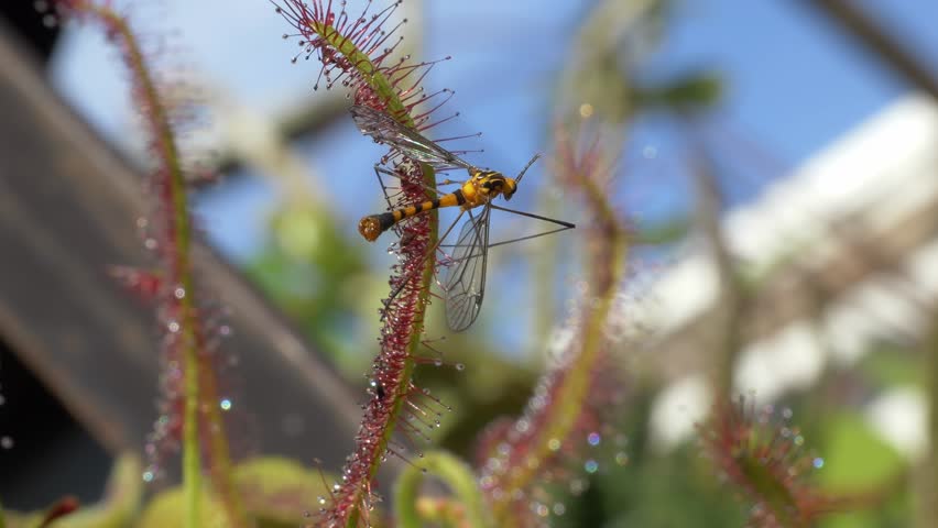 Crane Fly Perched On A Plant - Close Up