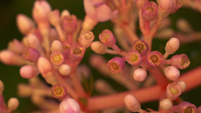 Cluster Flower Buds Of Medinilla Plant, Tropical Ornamental Shrub. Close-up Shot