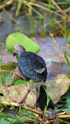 Grey headed swamphen with its new born chick
