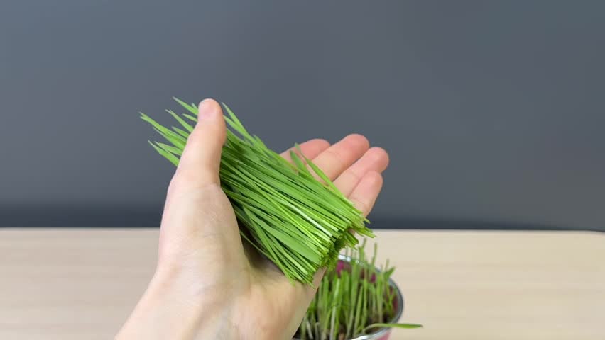 Green fresh cut wheat grass lies in a woman