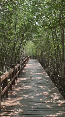 Canopied wooden boardwalk through mangrove, sheltered corridor with railing and dappled light, cinematic tunnel of trees offering