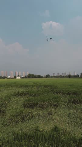 Flock of birds over field under cloudy sky near distant city cinematic drone captures thousands of birds swirling above green