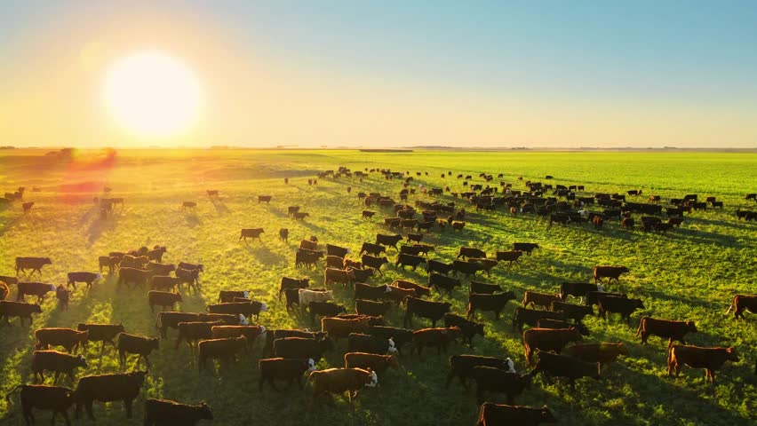 Sunrise aerial view of massive herds of Angus cattle grazing freely across the Pampas rural landscape of Argentina, showcasing livestock farming, open grasslands, and traditional ranching. February 25, 2026.