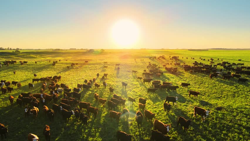 Sunrise aerial view of massive herds of Angus cattle grazing freely across the Pampas rural landscape of Argentina, showcasing livestock farming, open grasslands, and traditional ranching. February 25, 2026.