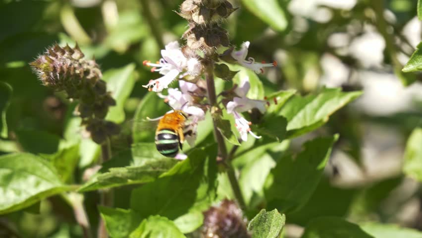 Blue-banded Bee Pollinating Flowers Of African Blue Basil Plants. Close-up Shot