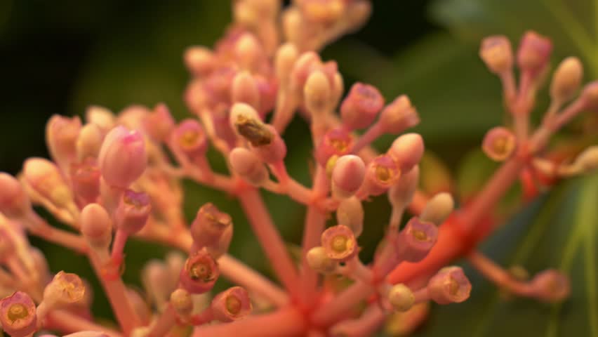 Cluster Of Small Flowers Of Medinilla Speciosa Plant. Close-up Shot