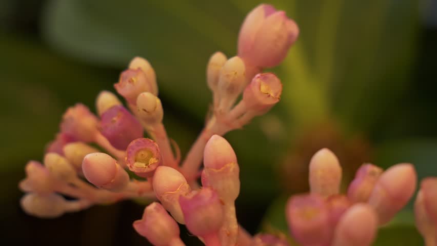 Flower Buds Of Medinilla Speciosa (Malaysian orchid). Rack Focus Shot