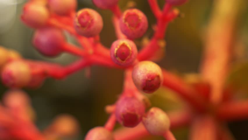 Buds Of A Medinilla Speciosa - Showy Medinilla Or Parijoto Plant. Rack Focus Shot