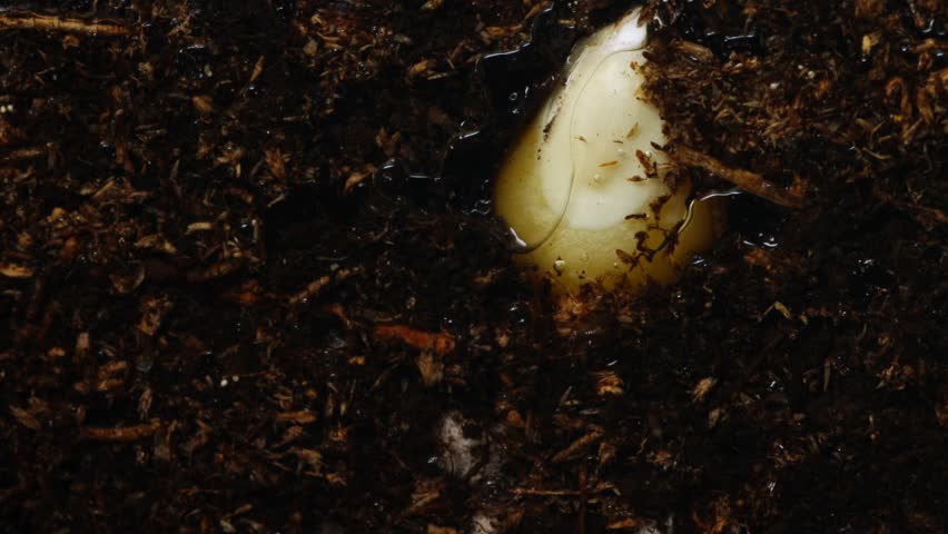 Closeup corn seed root development in dark soil showing curled radicle and fine root structures with compost particles clinging to white tissue, scene evokes resilience and early nutrient uptake