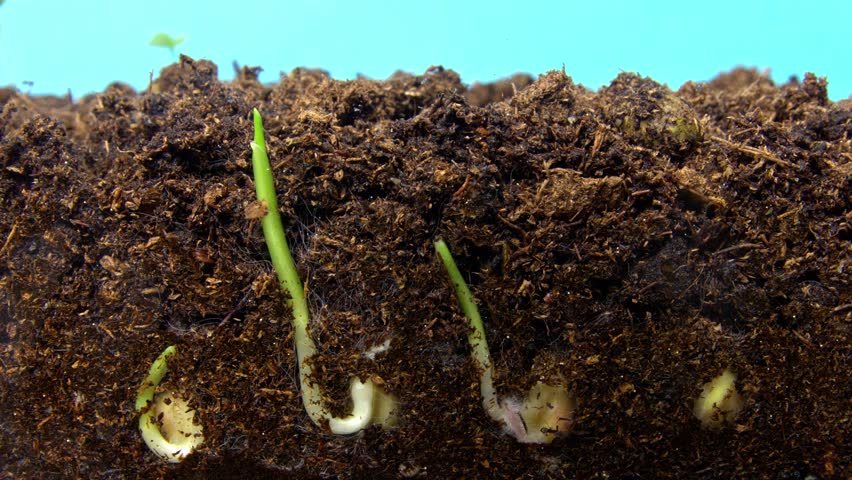 Closeup corn seed root development in dark soil showing curled radicle and fine root structures with compost particles clinging to white tissue, scene evokes resilience and early nutrient uptake