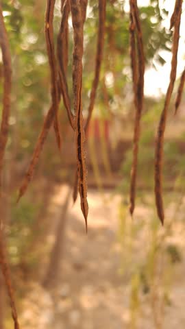Close-up of elongated brown seed pods hanging from a tree branch in natural sunlight. Some pods are split open, revealing their textured interiors. The softly blurred green foliage in the background creates a warm, organic atmosphere. Perfect for illustrating plant reproduction, seed dispersal, botany, or natural textures in environmental and agricultural themes. 