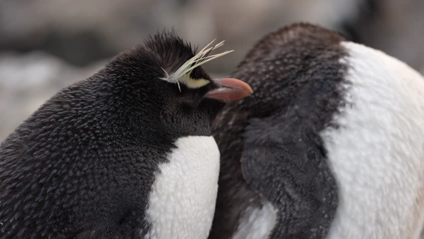 Bird colony. Rockhopper penguin, Eudyptes chrysocome, in the rock nature habitat, black and white sea bird, Bleaker Island, Falkland Islands.