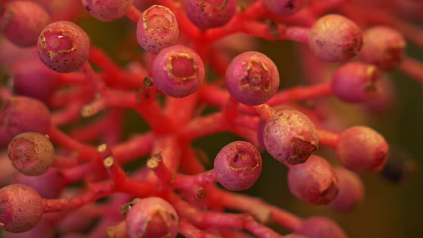 Pink Fruits And Buds Of Medinilla Magnifica Plant. Rack Focus Shot