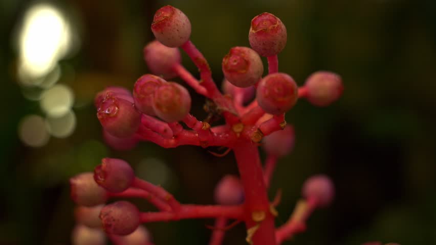 Bright Pink Flower Buds Of The Medinilla Speciosa Plant, Showy Asian Grape. Close-up Shot