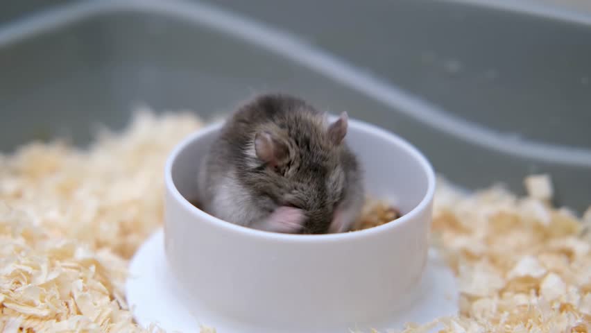 There is a cute grey Djungarian hamster sitting in a cage.