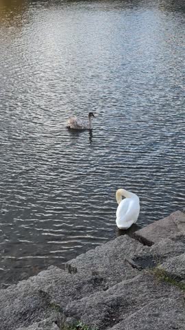 White swans are swimming on the lake.
