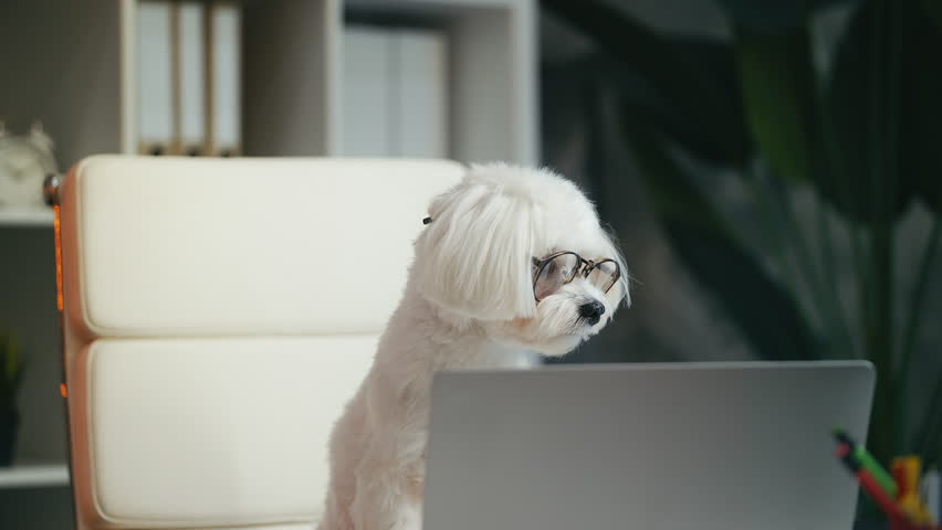 Humorous Maltese dog in eyeglasses sitting in front of laptop, online education