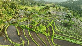 Aerial View of Beautiful Rice Fields Terraces in Bali, Indonesia - Powered by Shutterstock - Get 15% off with code: PIKWIZARD15