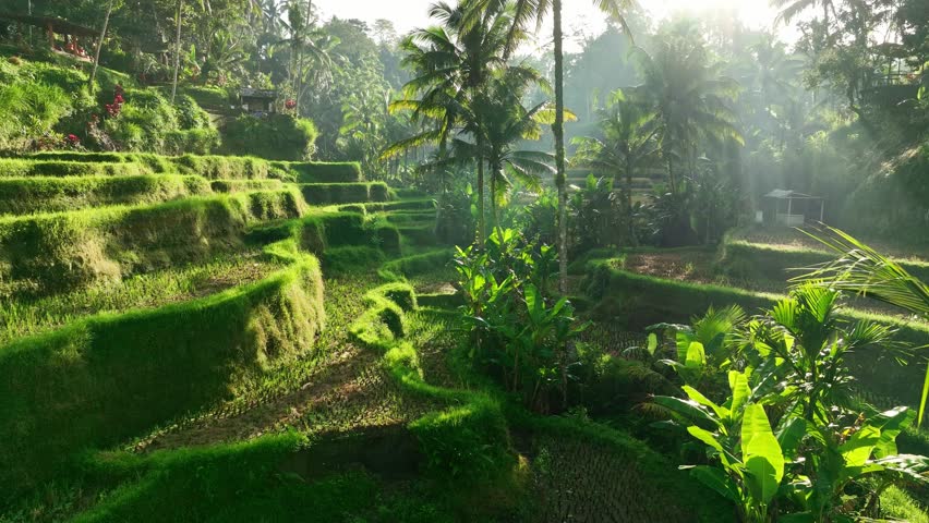 Aerial drone view of Tegallalang Rice fields terraces in Bali, Indonesia