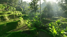 Aerial drone view of Tegallalang Rice fields terraces in Bali, Indonesia - Powered by Shutterstock - Get 15% off with code: PIKWIZARD15
