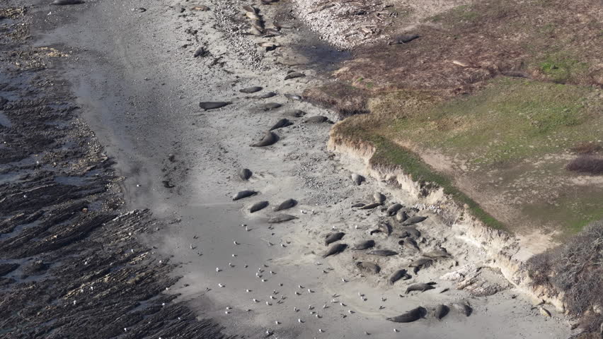 Elephant Seals on the coast of california aerial beach along the pacific coast high way